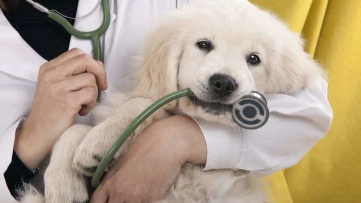Free & Cheap Veterinary Care near St. James, Minnesota