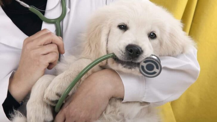 Oregon Pets: 10 Affordable Vet Care Resources