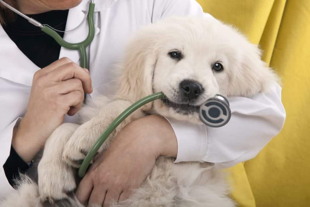 24+ Resources For Free Or Low Cost Veterinary Care - Low Income Relief
