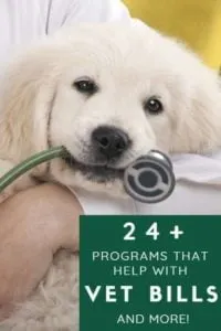 low cost veterinary