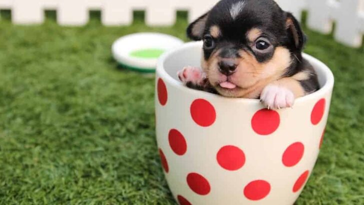 teacup dog is grateful for free and low cost vet clinics