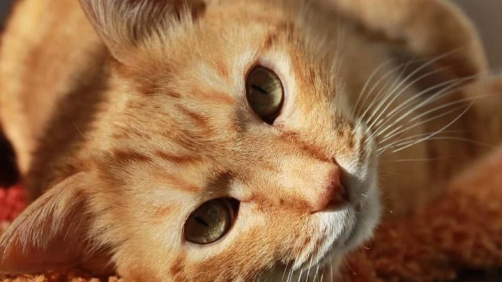 New Mexico Pets: 10 Affordable Vet Care Resources