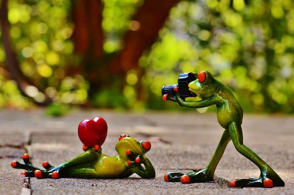free valentine's day gift ideas photography frogs