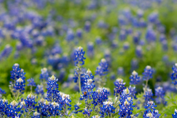 field of bluebonnet in texas state parks