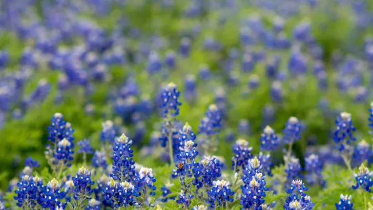 field of bluebonnet in texas state parks