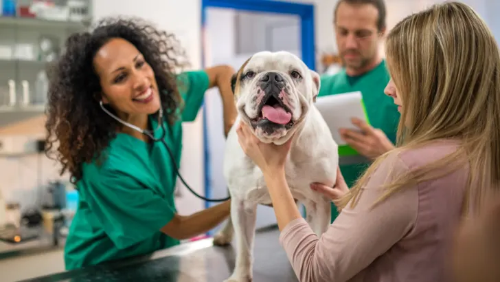 cheap vets in lubbock tx help a dog feel better
