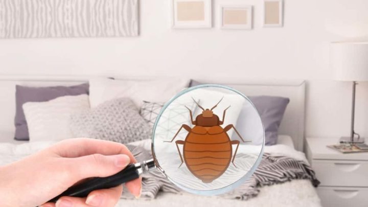 How to Check Hotel Rooms for Bed Bugs