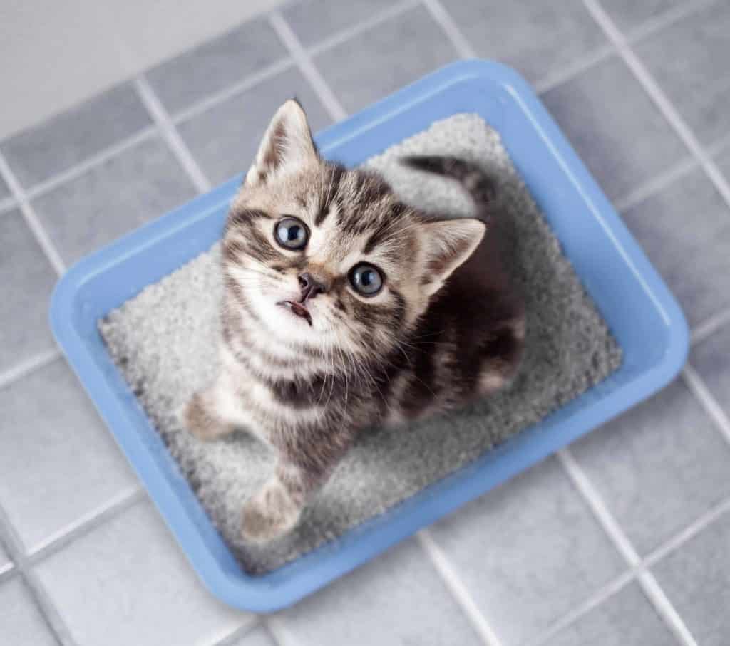 5 Easy Ways To Save Money With Homemade Cat Litter Low Relief