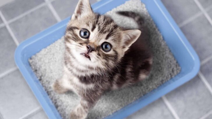 DIY Cat Litter: 6 Options to Save Money