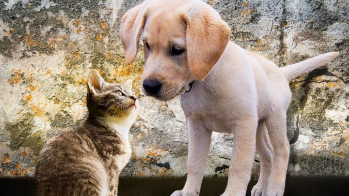 Emotional Support Dog vs. Emotional Support Cat