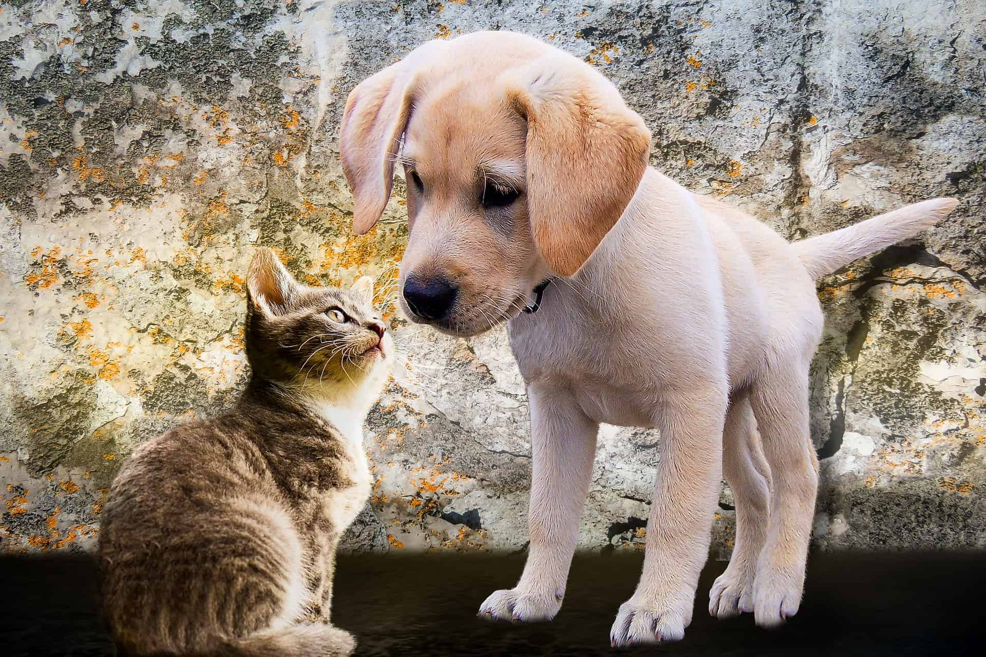 Emotional Support Dog Vs. Emotional Support Cat - Low Income Relief