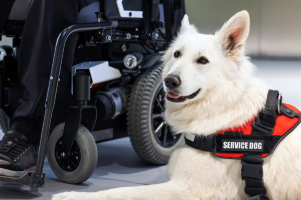 disabled person is grateful they figured out how to get a service dog for free