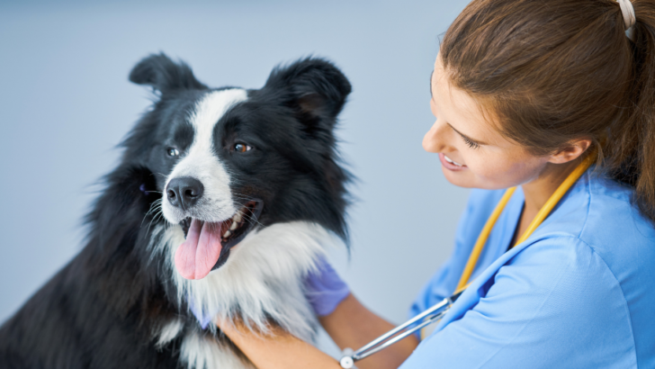 low income pet care assistance program provides low cost spay and neuter services in Alaska