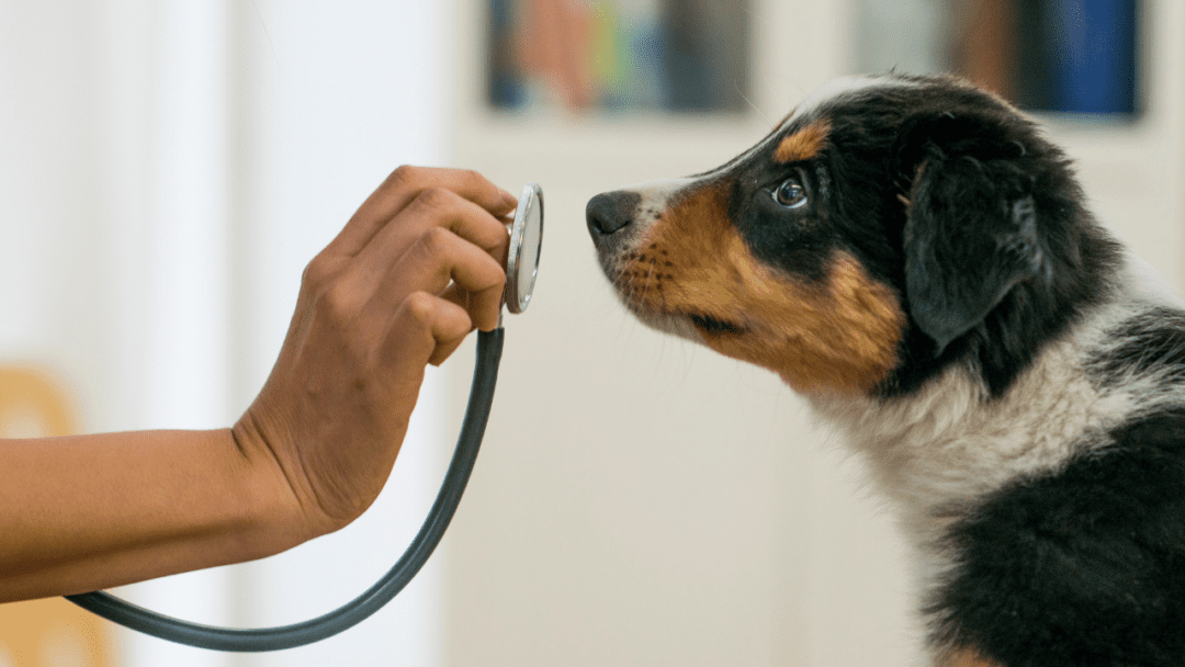 Help For Pets Free & Low Cost Vet Clinics In CT