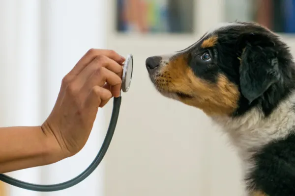 dog looks at stethoscope at a low cost vet clinic in CT