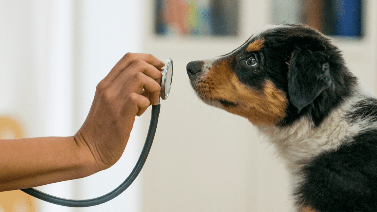 dog looks at stethoscope at a low cost vet clinic in CT