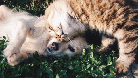 20+ Low-Cost Pet Care Resources for your Furry Companion in Vermont!