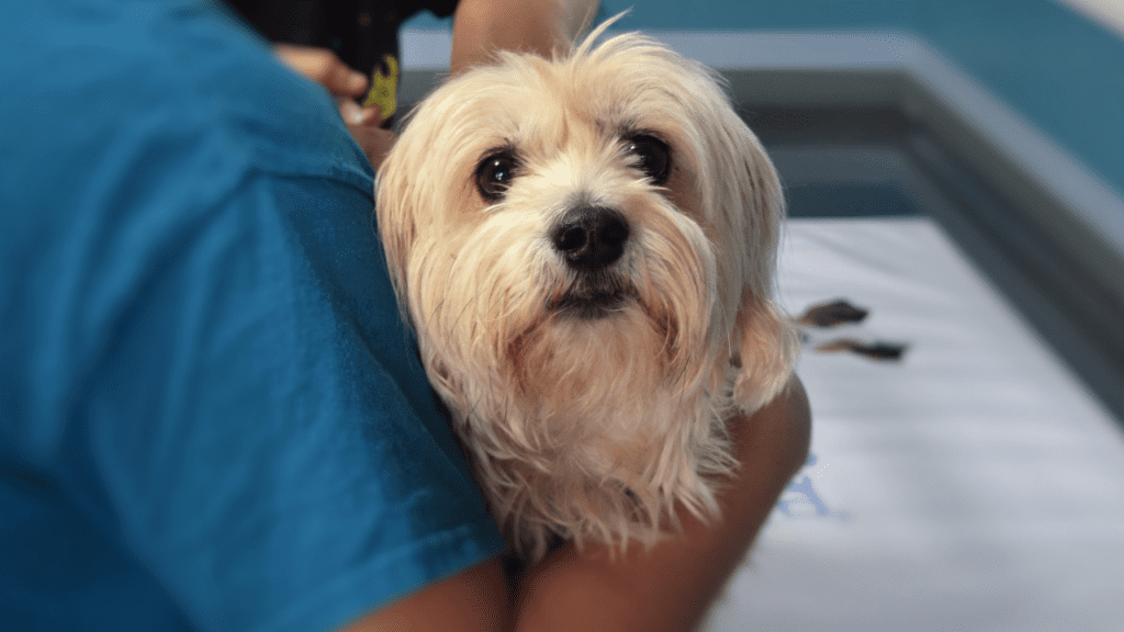 puppy looks up from veterinarians arms after getting a free spay neuter and voucher from a free veterinary care clinic for low income in Montana