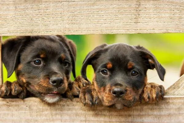 puppies look through fence because they need free veterinary care for low income pets from low cost vet clinics in Idaho