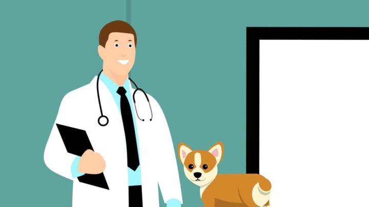 Idaho Pets: 10 Affordable Vet Care Resources