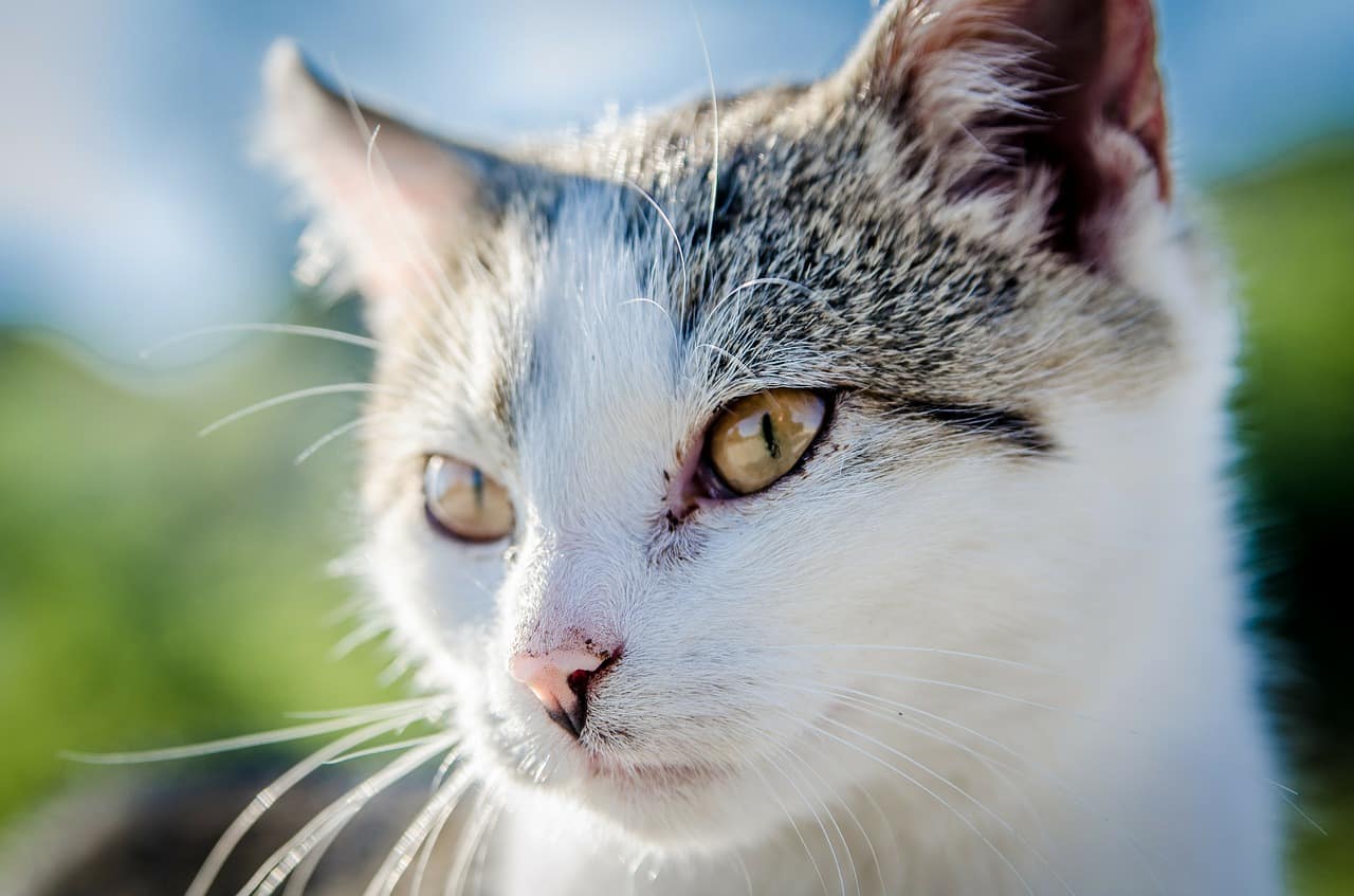 Image by Michal Jarmoluk from Pixabay; Nebraska pets; Nebraska pet care