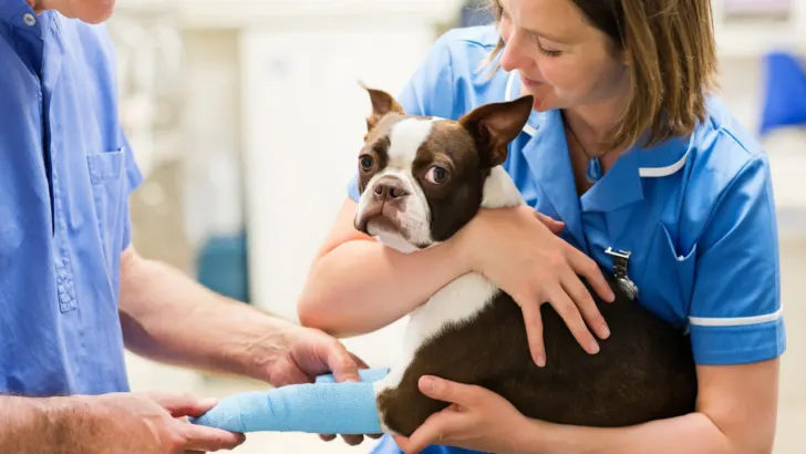 a veterinarian holds a dog at a free veterinary care clinic for low income pets in Nebraska