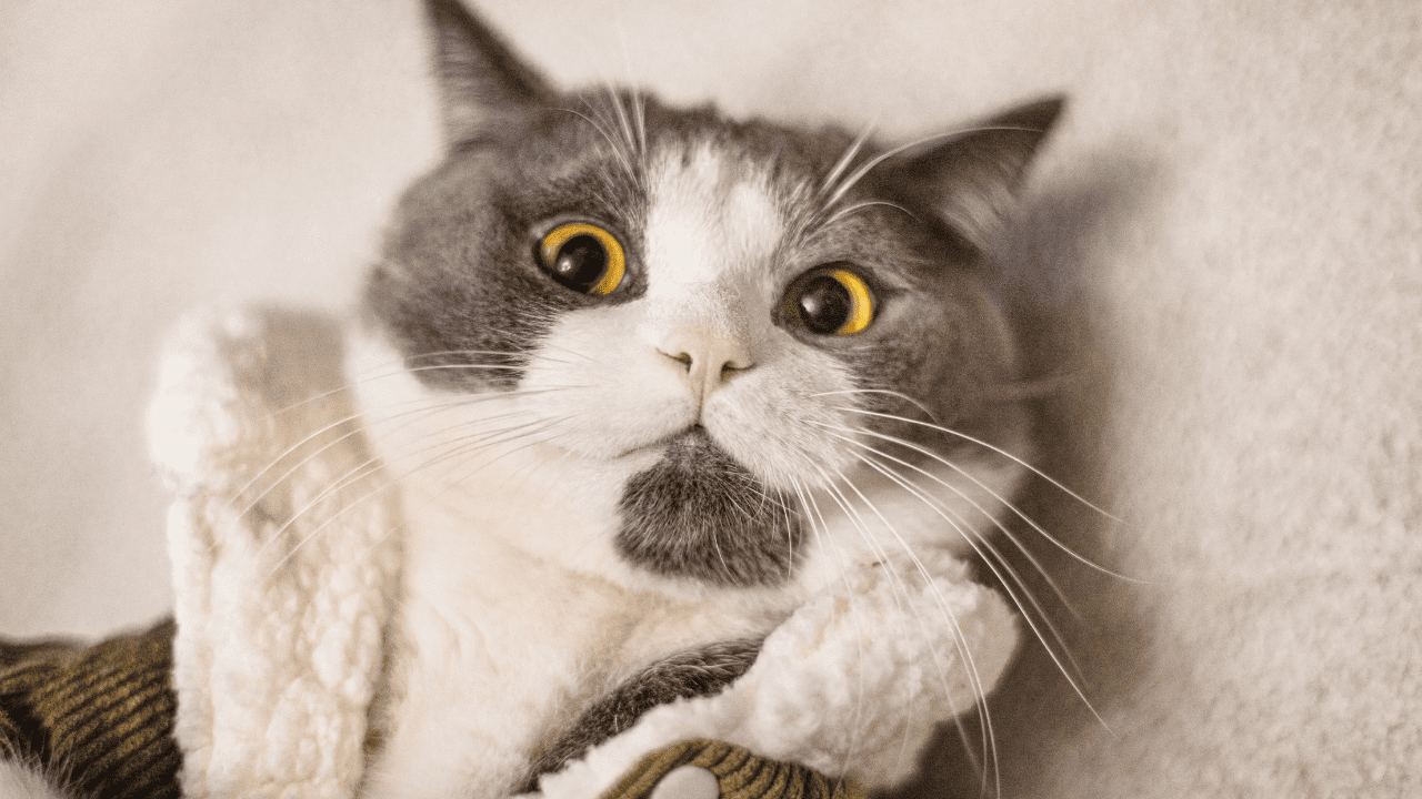 cat receives care from free or low cost vet clinics in Kansas