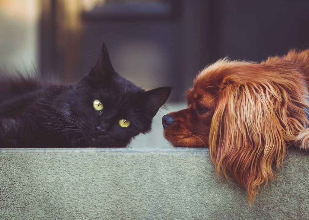 Image by StockSnap from Pixabay; Nevada pets; Nevada pet care