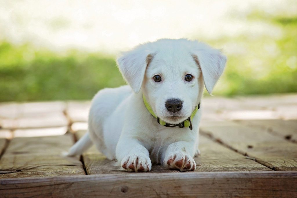 Image by Karen Warfel from Pixabay; Iowa pets; Iowa pet care