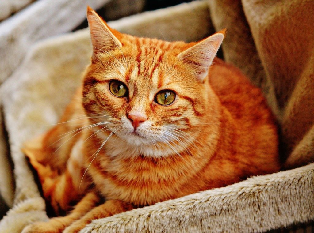 Image by Alexas Fotos from Pixabay; Louisiana pets; Louisiana pet care