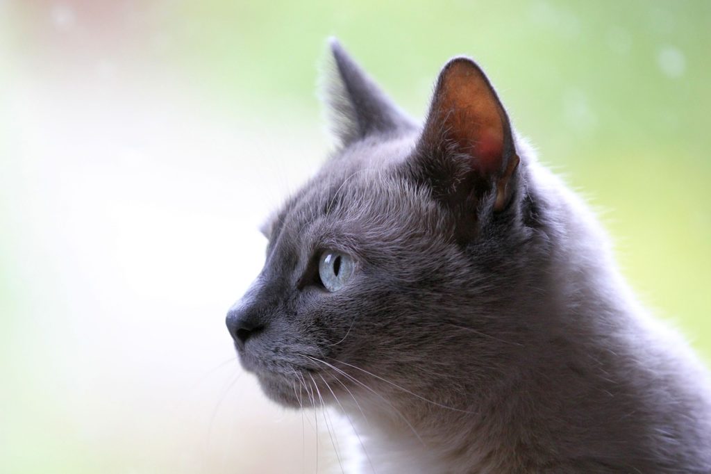 Image by Uschi Dugulin from Pixabay; Minnesota pets; Minnesota pet care