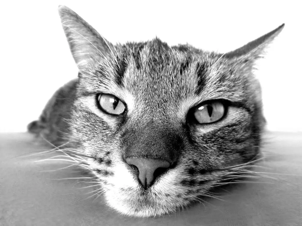 Image by Katzenspielzeug from Pixabay; Kentucky pets; Kentucky pet care