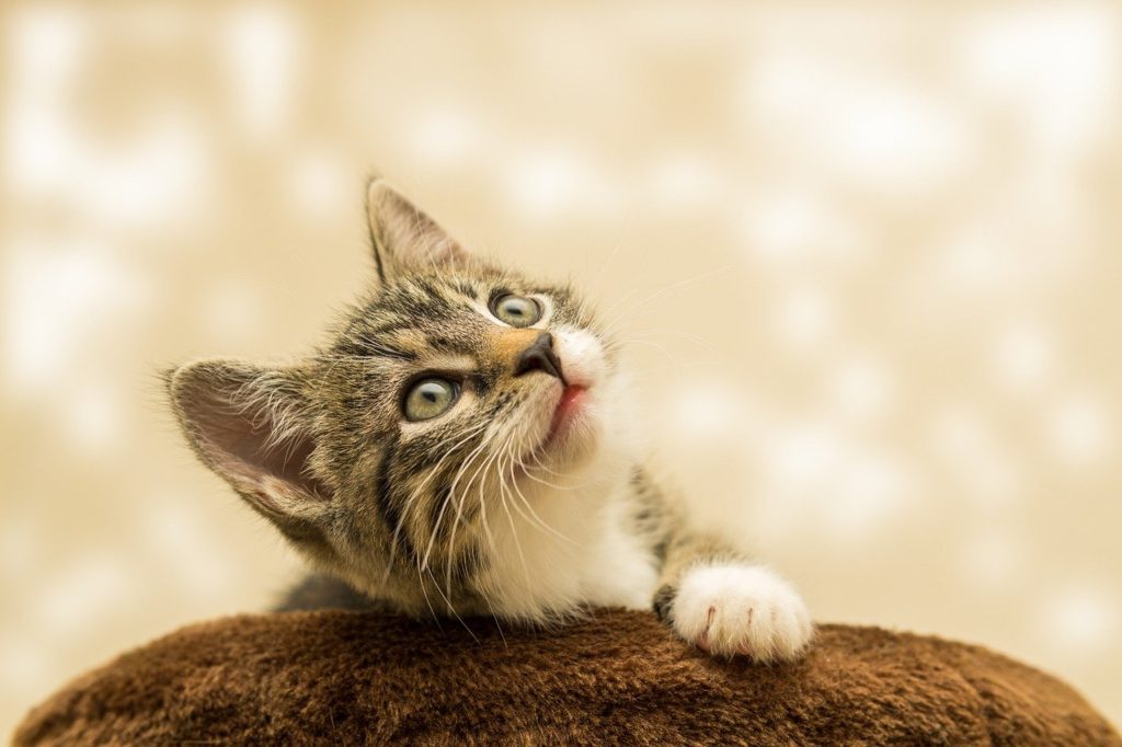 Image by Gundula Vogel from Pixabay; Colorado pets; Colorado pet care