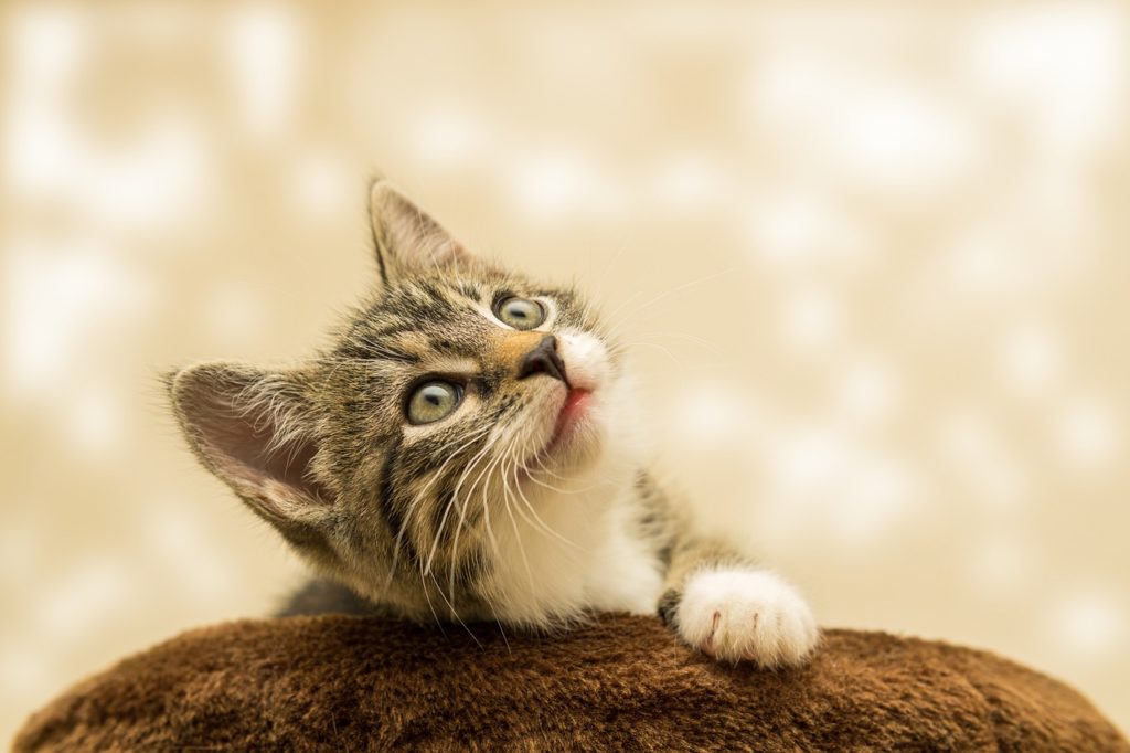 Image by Gundula Vogel from Pixabay; North Carolina pets; North Carolina pet care