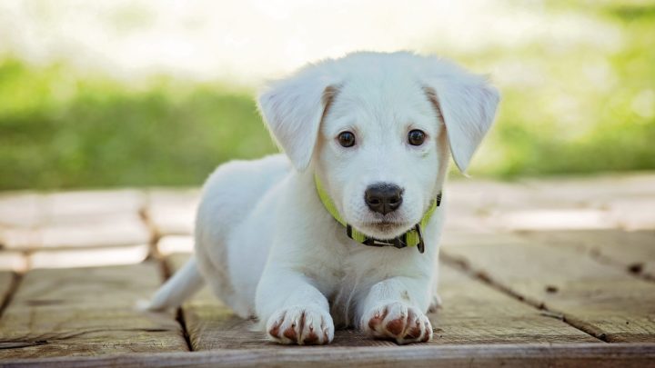 Virginia Pets: 9 Affordable Vet Care Resources