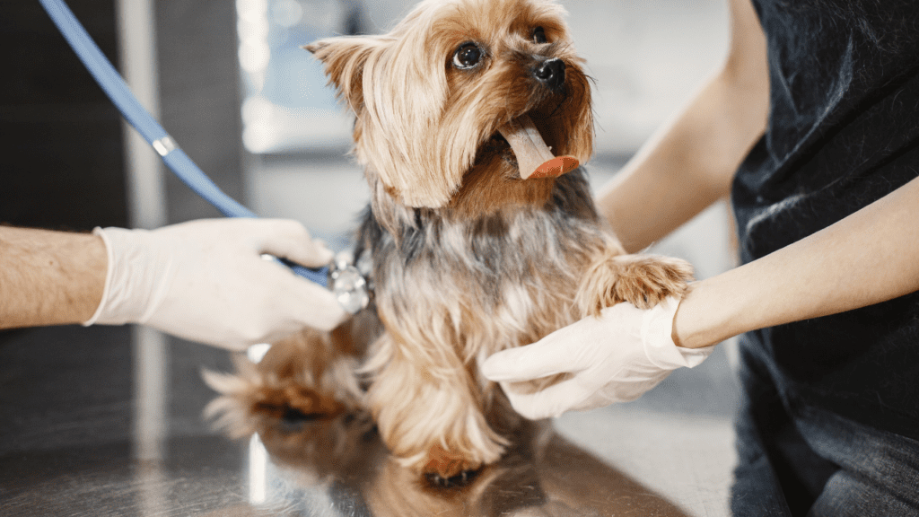 small dog receives free veterinary care for low income in Florida