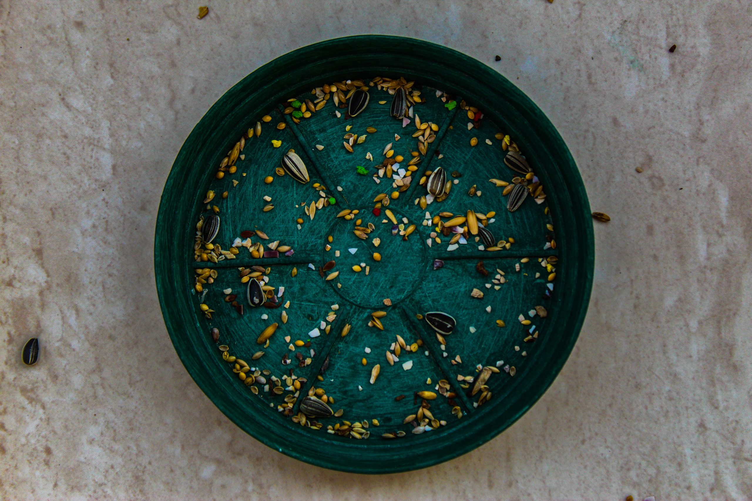 seeds drying on a plate in an article about how to save seeds. 