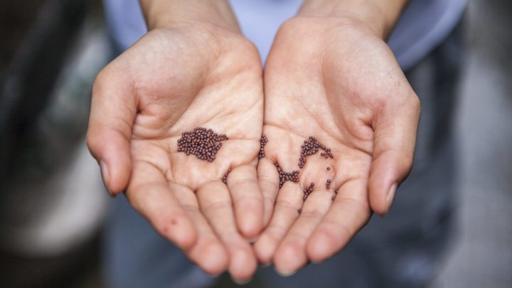 Image of person holding two hands full of seeds