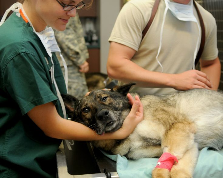 How To Find A Low Cost Veterinarian With 7 Useful Tips