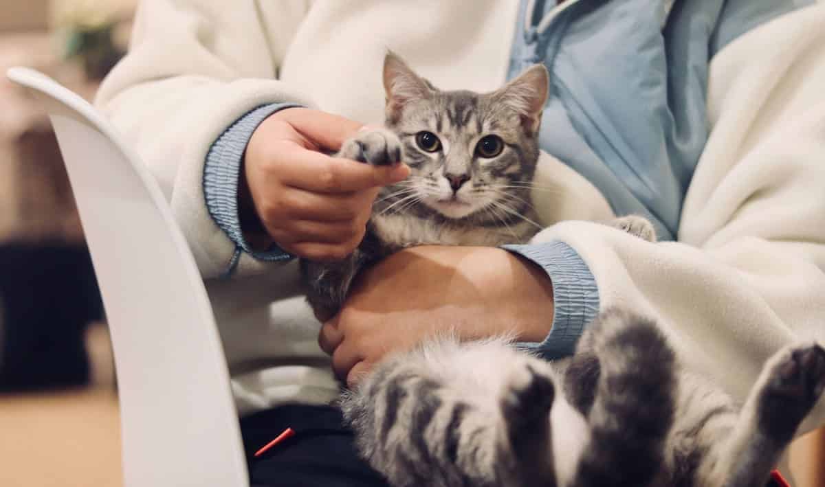 Help I Need A Vet But Have No Money Low Income Relief