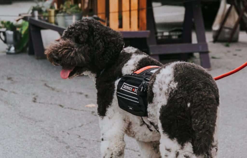 how to make my dog a service dog
