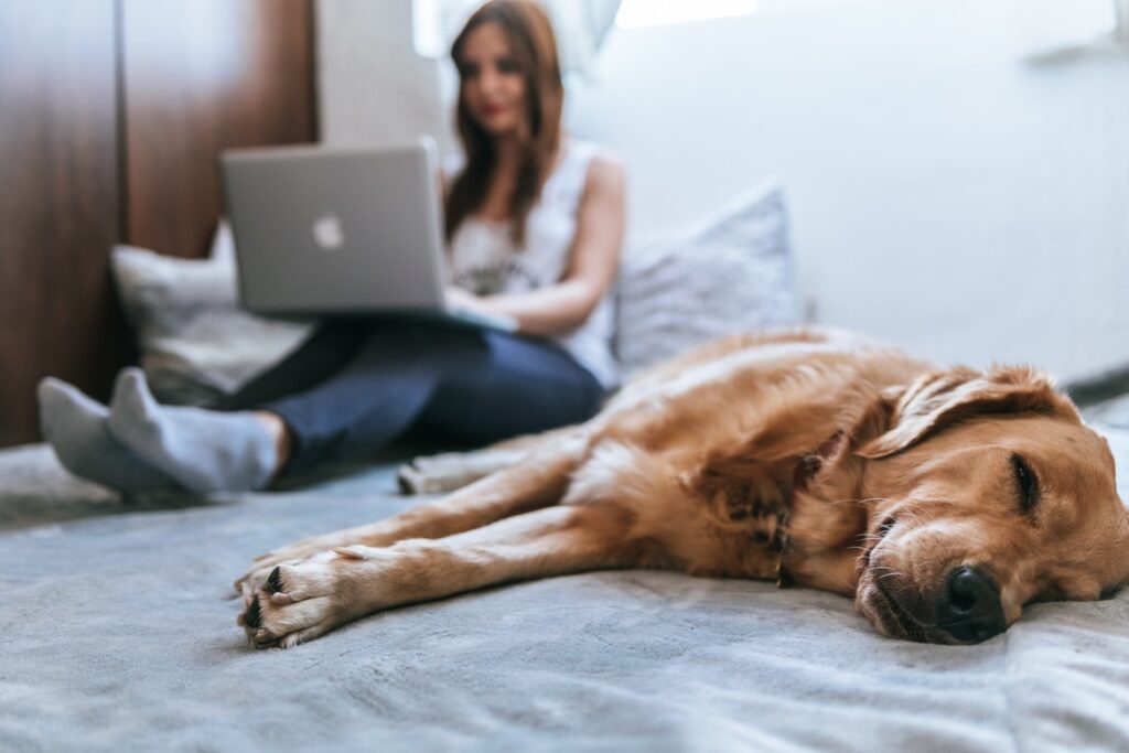 By Unsplash user Bruno Emmanuelle. A woman looks up how to get an emotional support animal on her laptop while her golden retriever lays nearby.