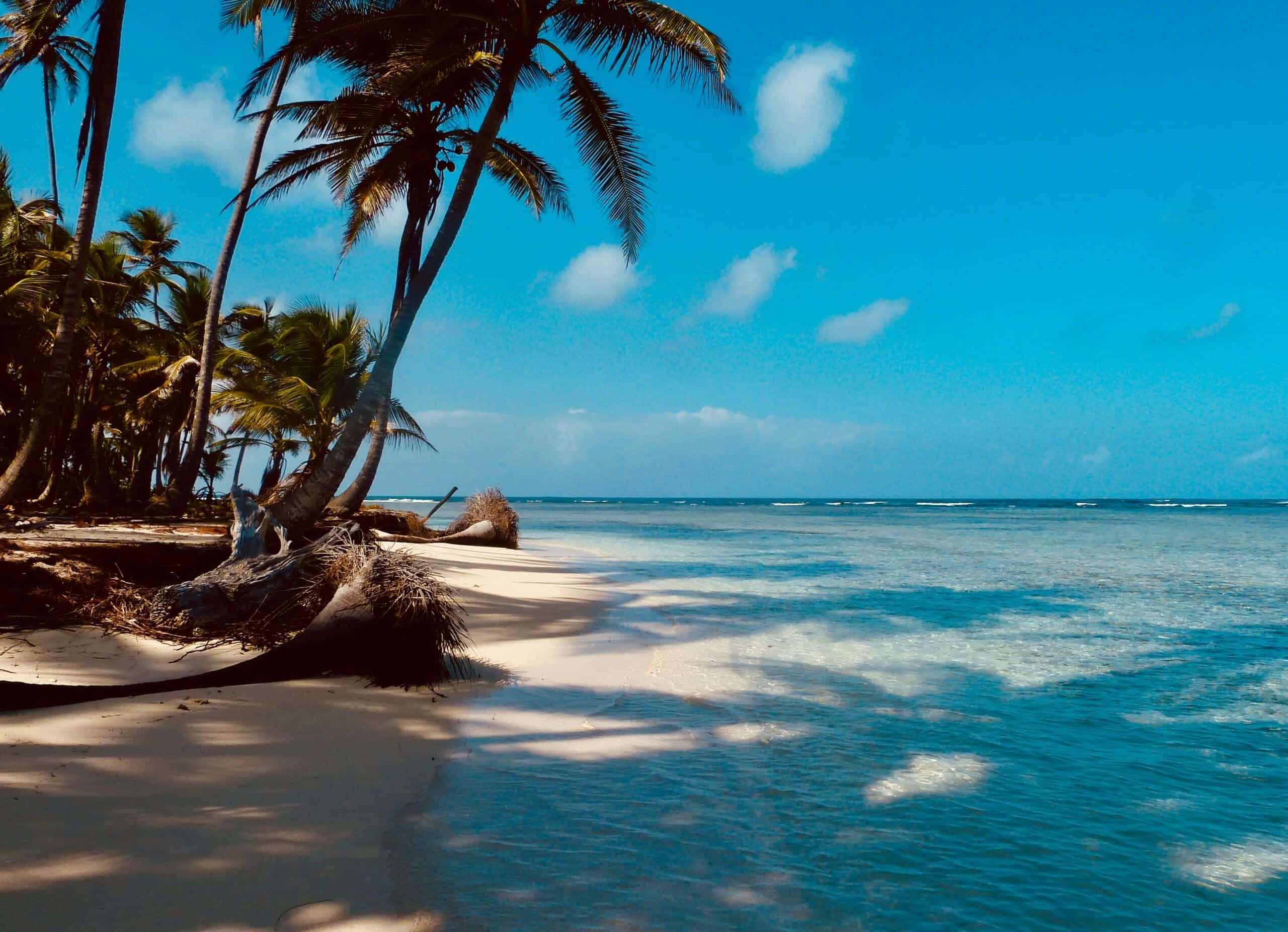 image of palm tree lined beach in article about financial assistance in us virgin islands
