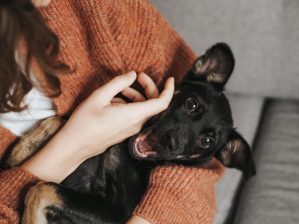 A woman in an orange sweater cradles and pets a happy-looking German shepherd puppy. She wonders: can you buy dog food with food stamps?