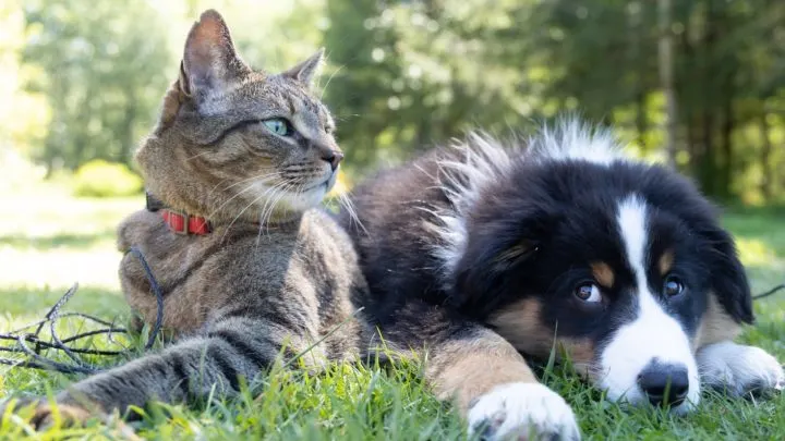 By Unsplash user Andrew S. A tabby cat and shepherd dog lay together in the grass.
