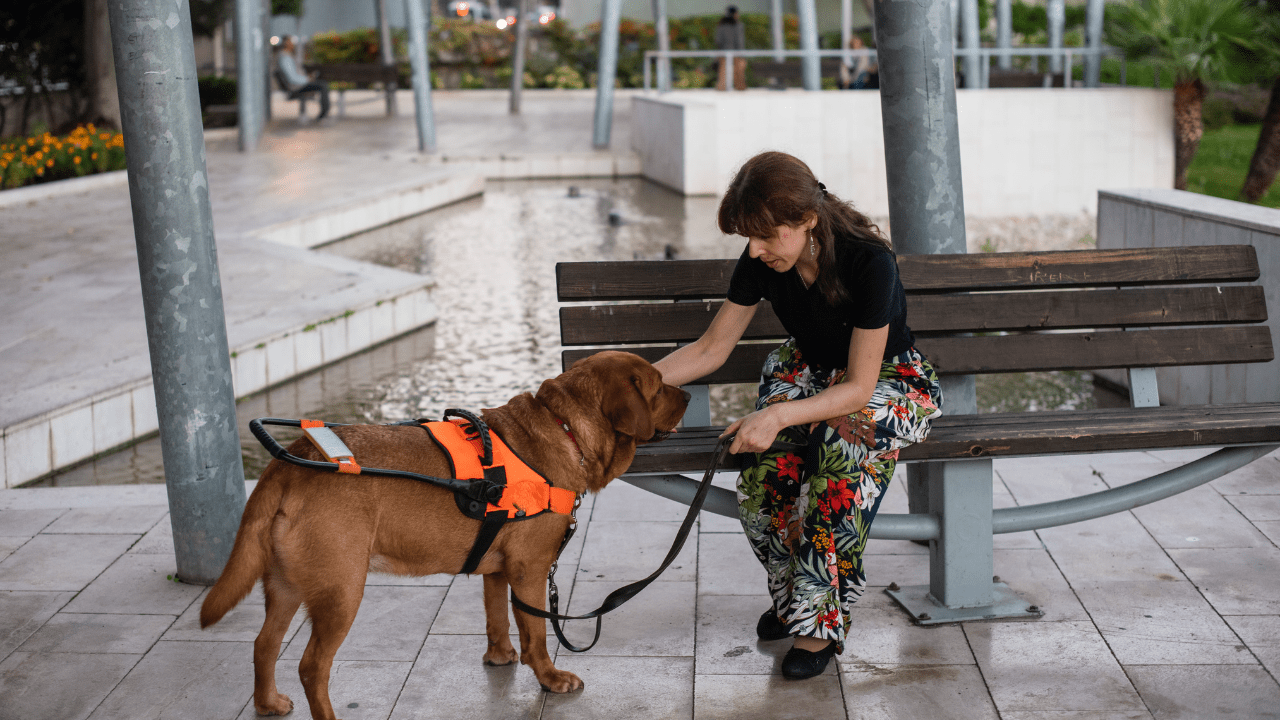 woman receives a diabetic service dog for free from a charitable organization; greets dog at a local park while sitting on a bench