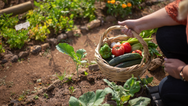 woman picks vegetables through food gleaning programs